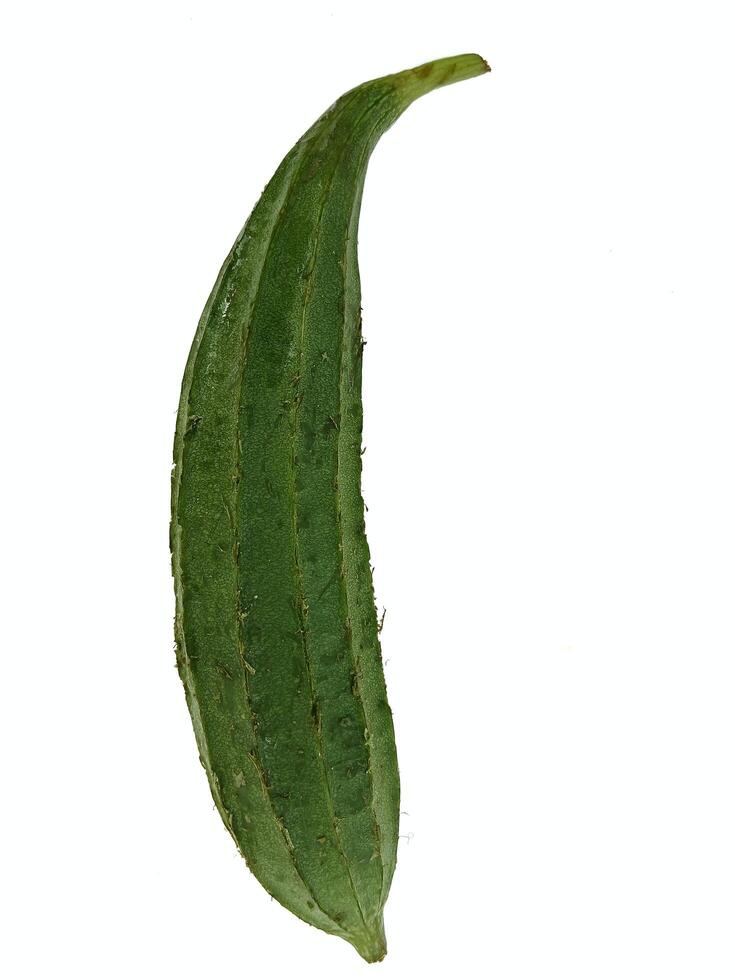 Angled luffa isolated on white background photo