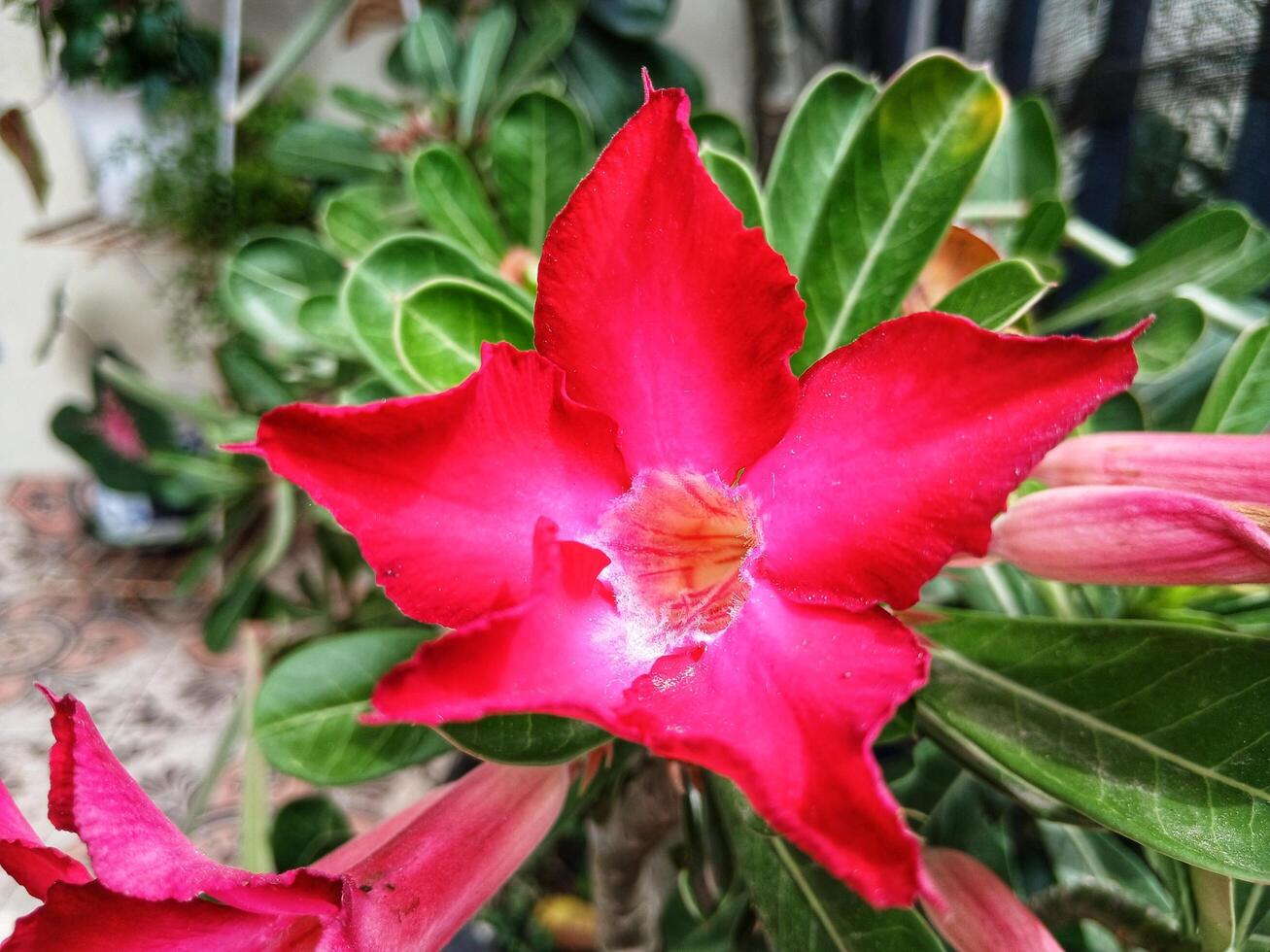 Adenium obesum or kamboja or sabi star or impala lily flowers blooming on green leaves background. Adenium obesum is a popular houseplant and bonsai in temperate regions. photo