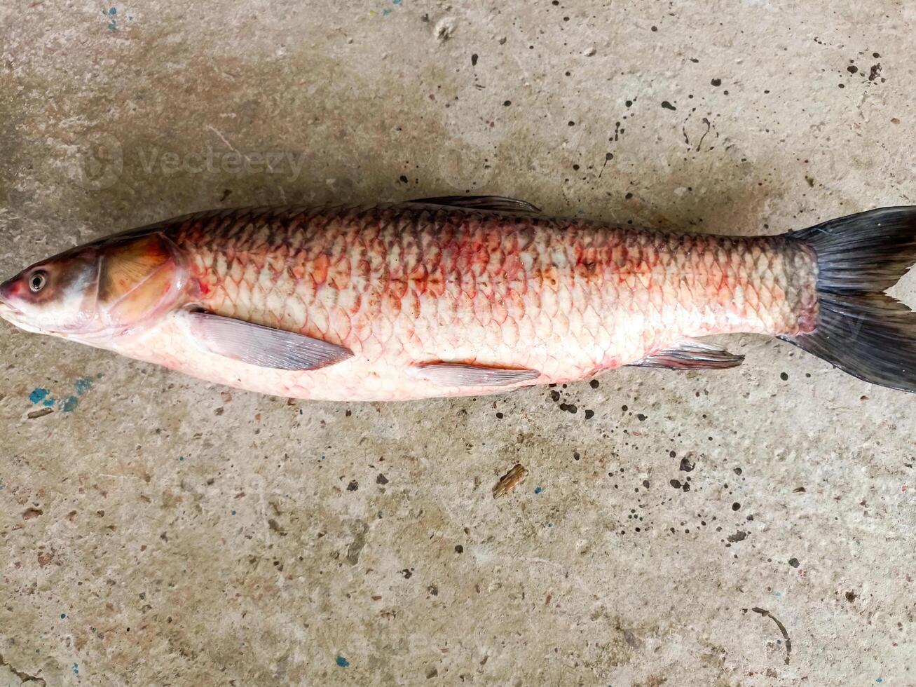 Realistic Carps Fishes for Sale photo