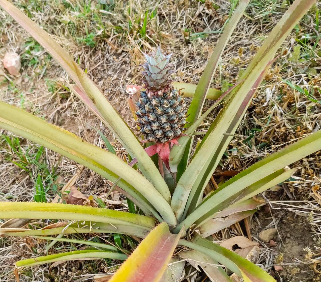 Realistic and Organic Pineapple Plantation photo