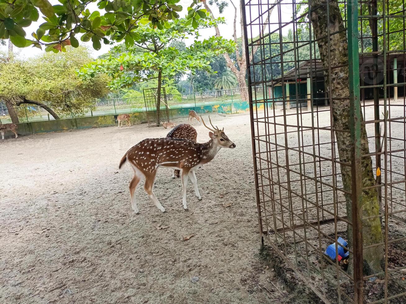 Natural Marsh Deer Lying in The Park photo