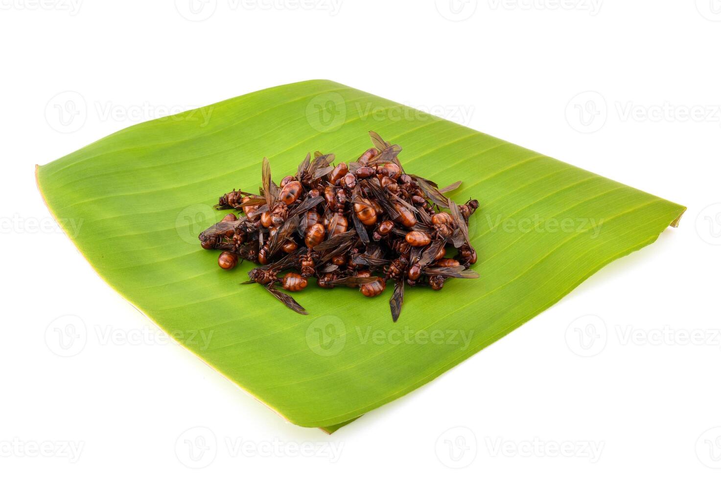The male subterranean ants on white background photo