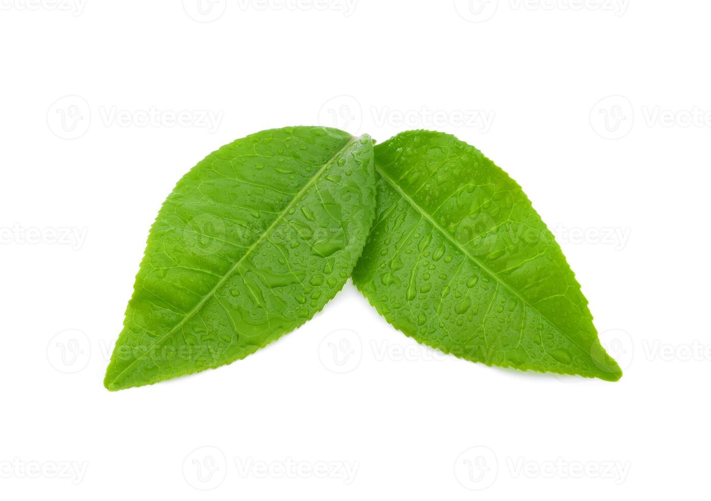 leaves green tea with drops of water isolated on white background photo