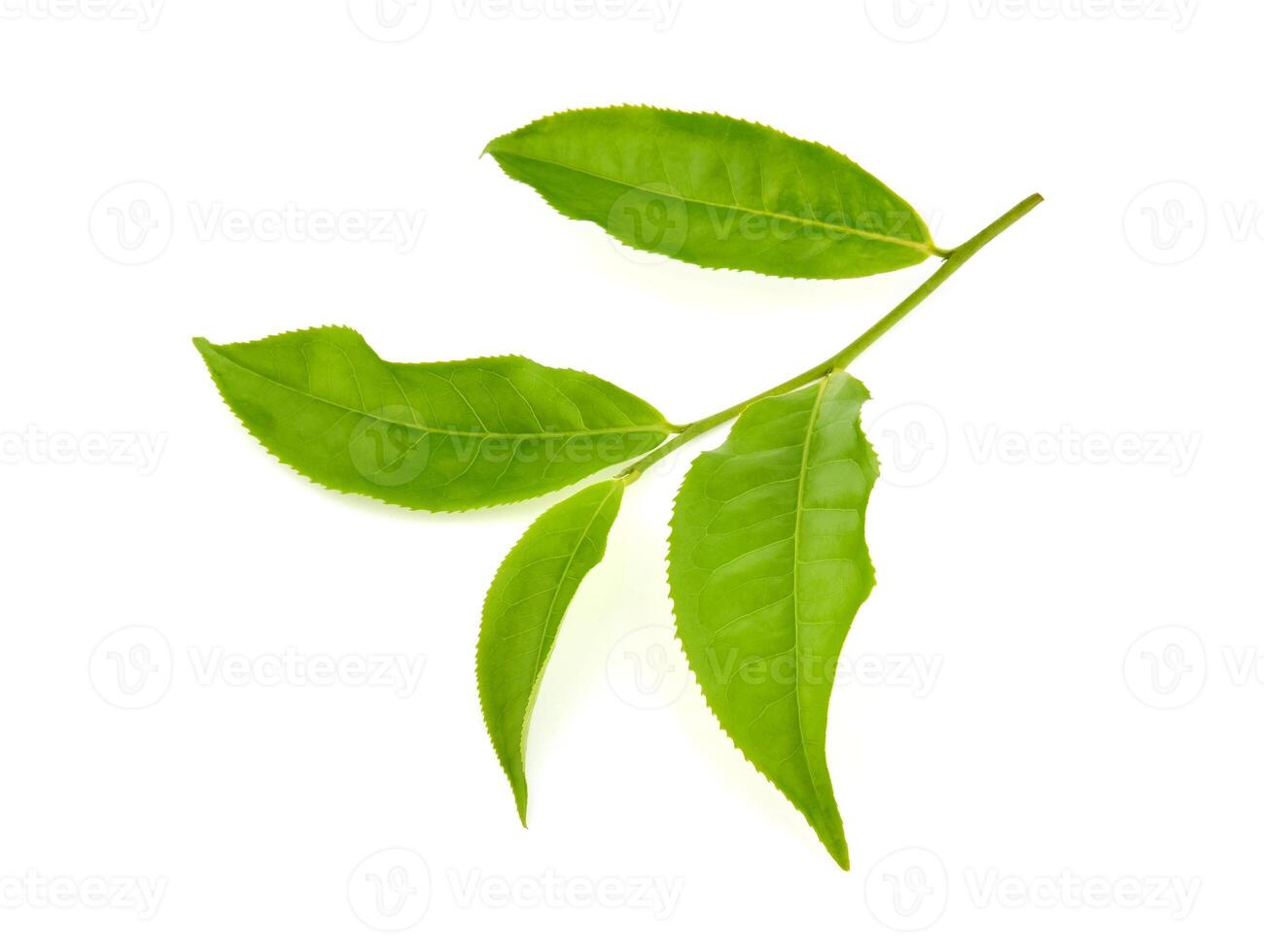 green tea leaf isolated on white background photo
