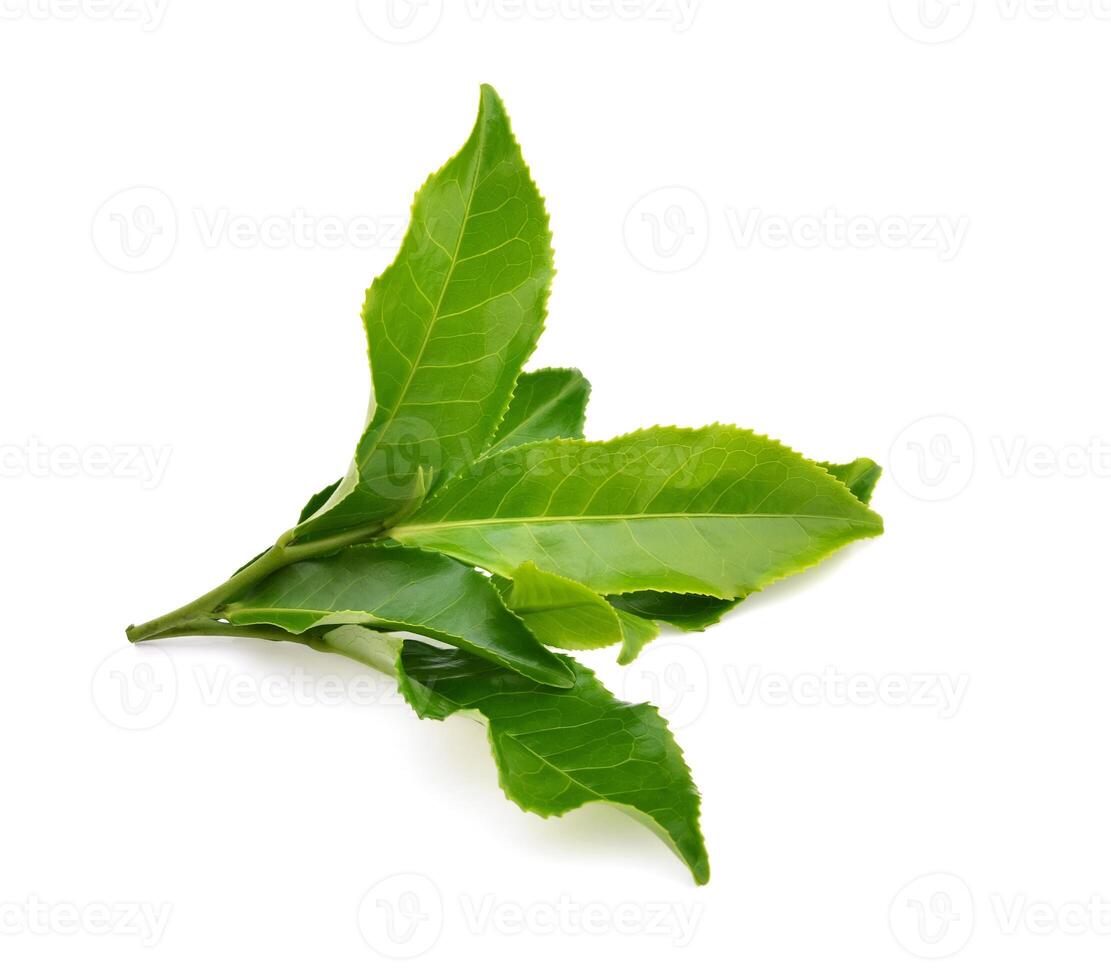 Green tea leaf isolated on white background photo