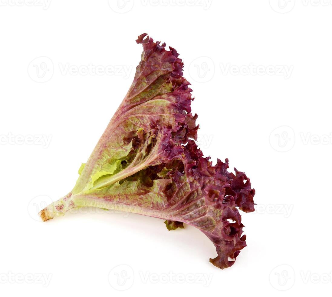 Red oak lettuce isolated on white background. photo