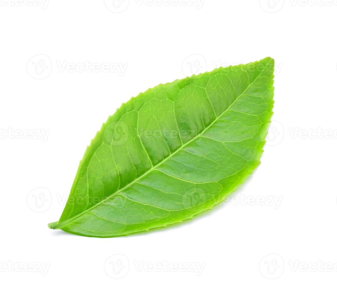 green tea leaf isolated on white background photo