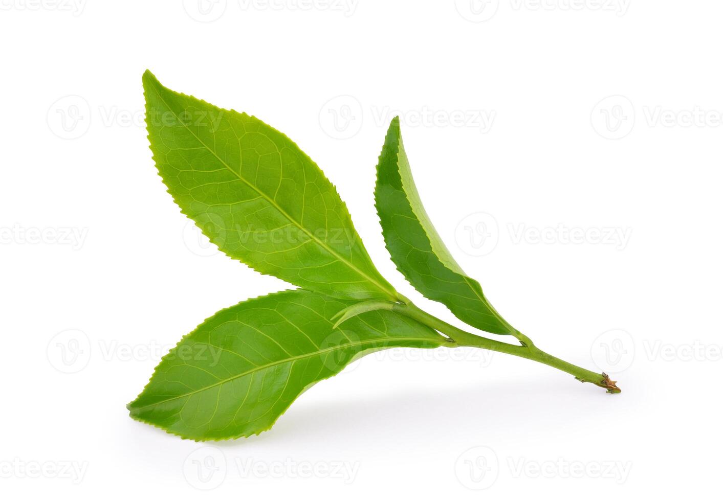 Green tea leaf isolated on white background photo