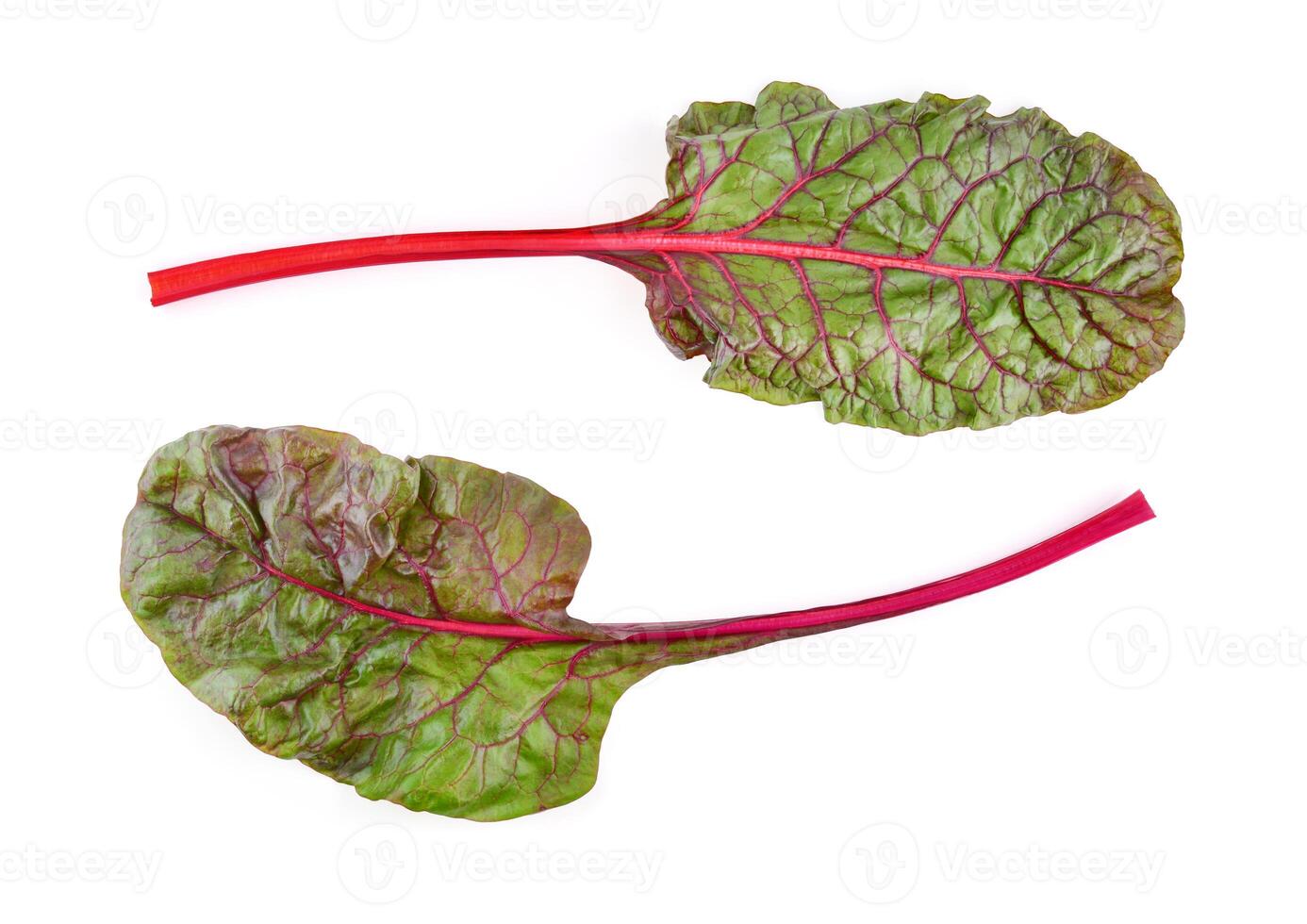 rhubarb isolated on white background photo