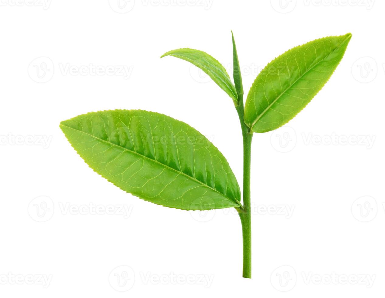 green tea leaf isolated on white background photo
