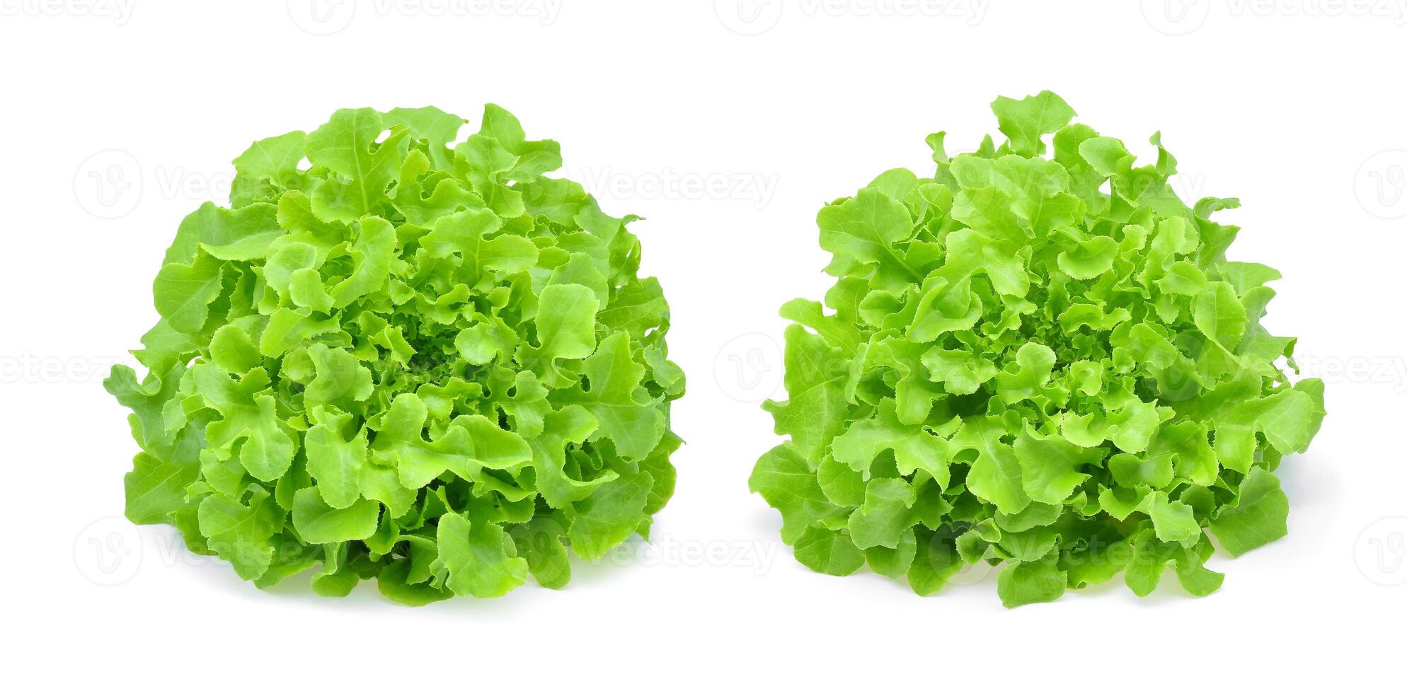 Green oak lettuce isolated on white background. photo