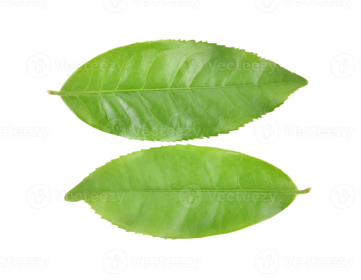 green tea leaf isolated on white background photo