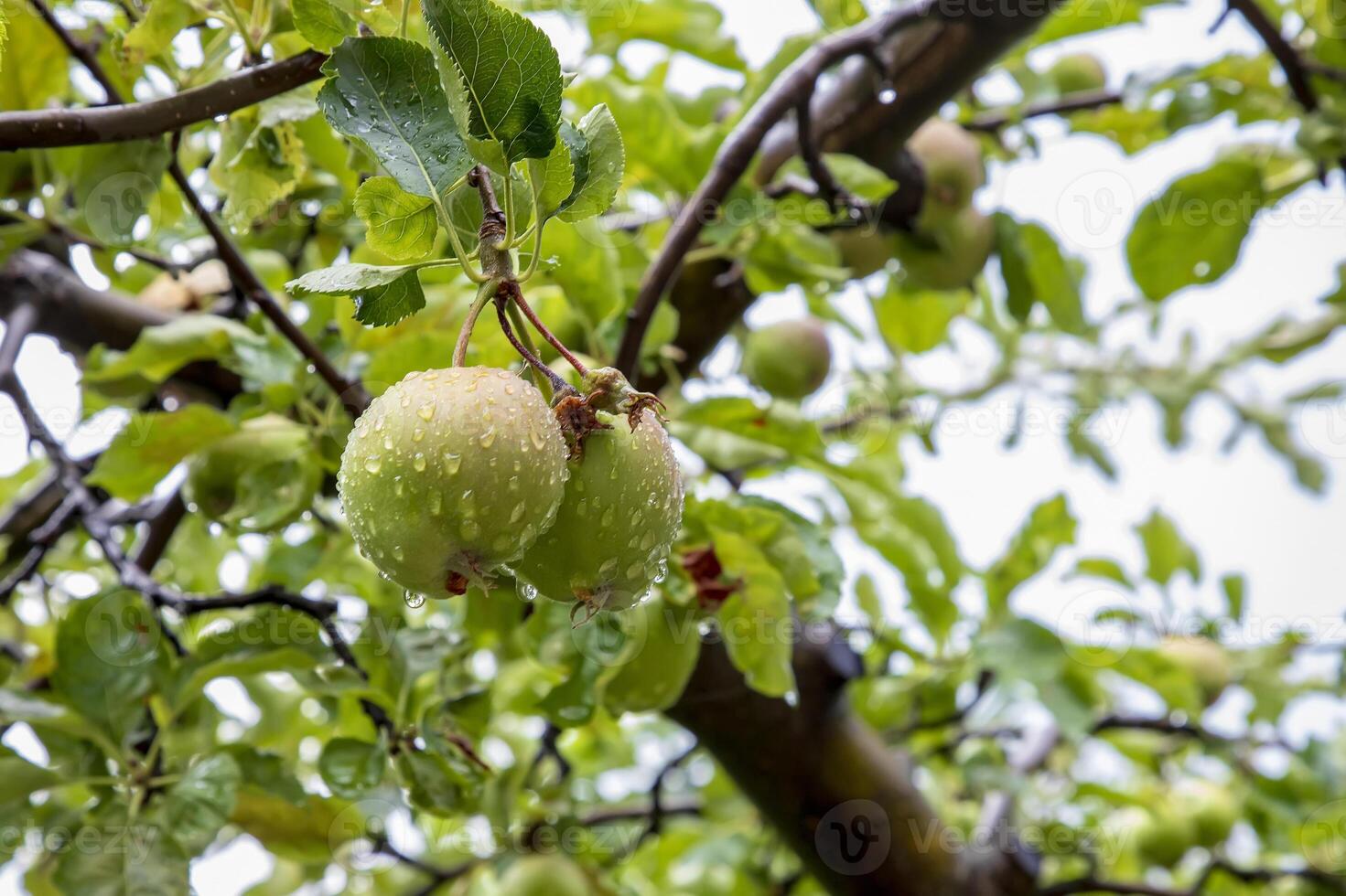 Green apples hanging from tree branches with a rain drops photo