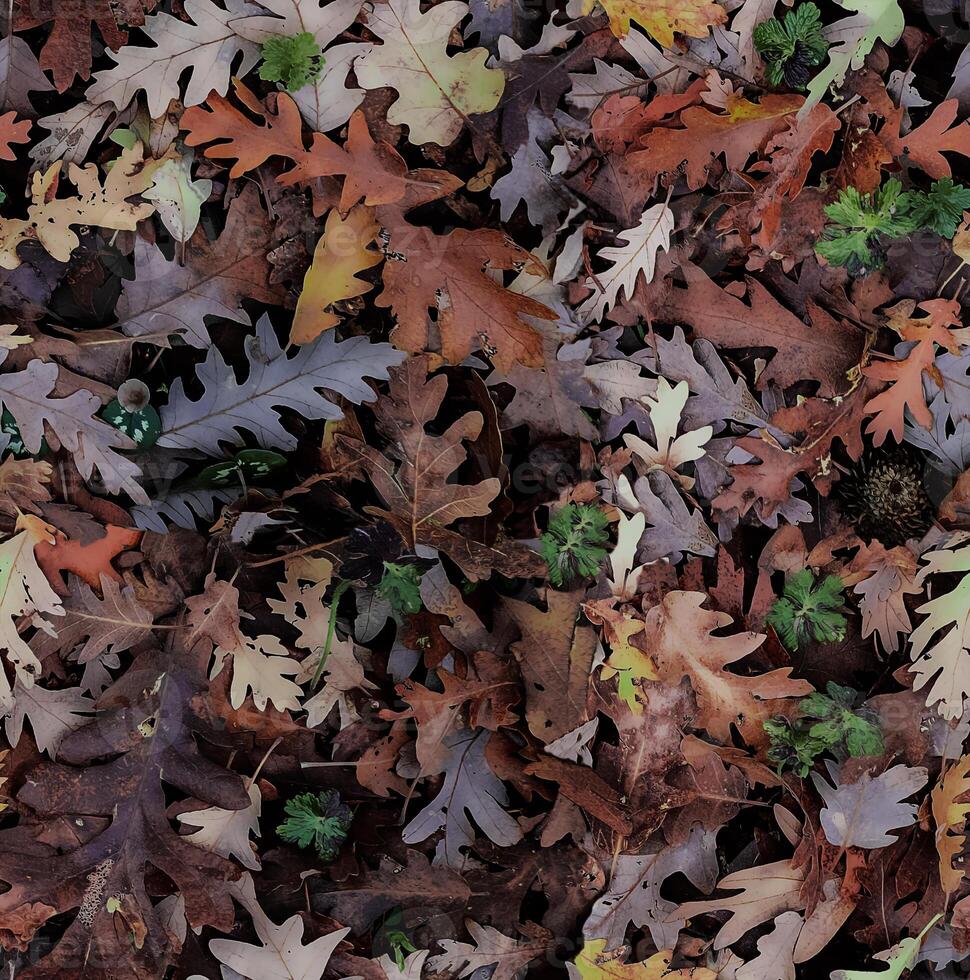 Seamless pattern of colorful autumn oak leaves on a dark background photo