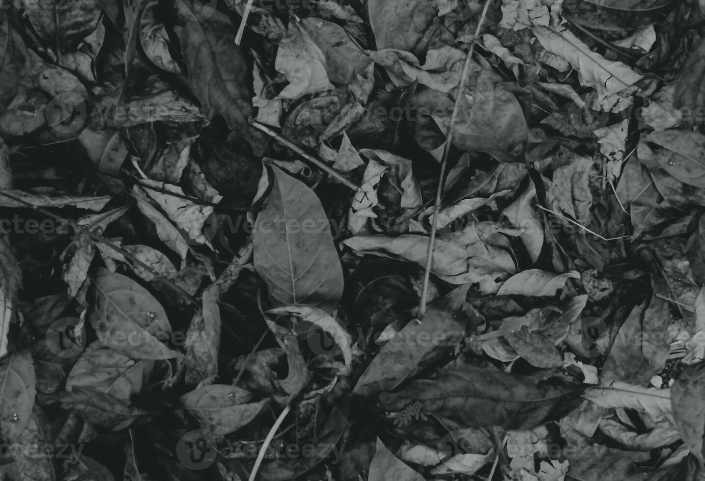 seamless pattern Black and white photo of leaves in the forest. Top view.