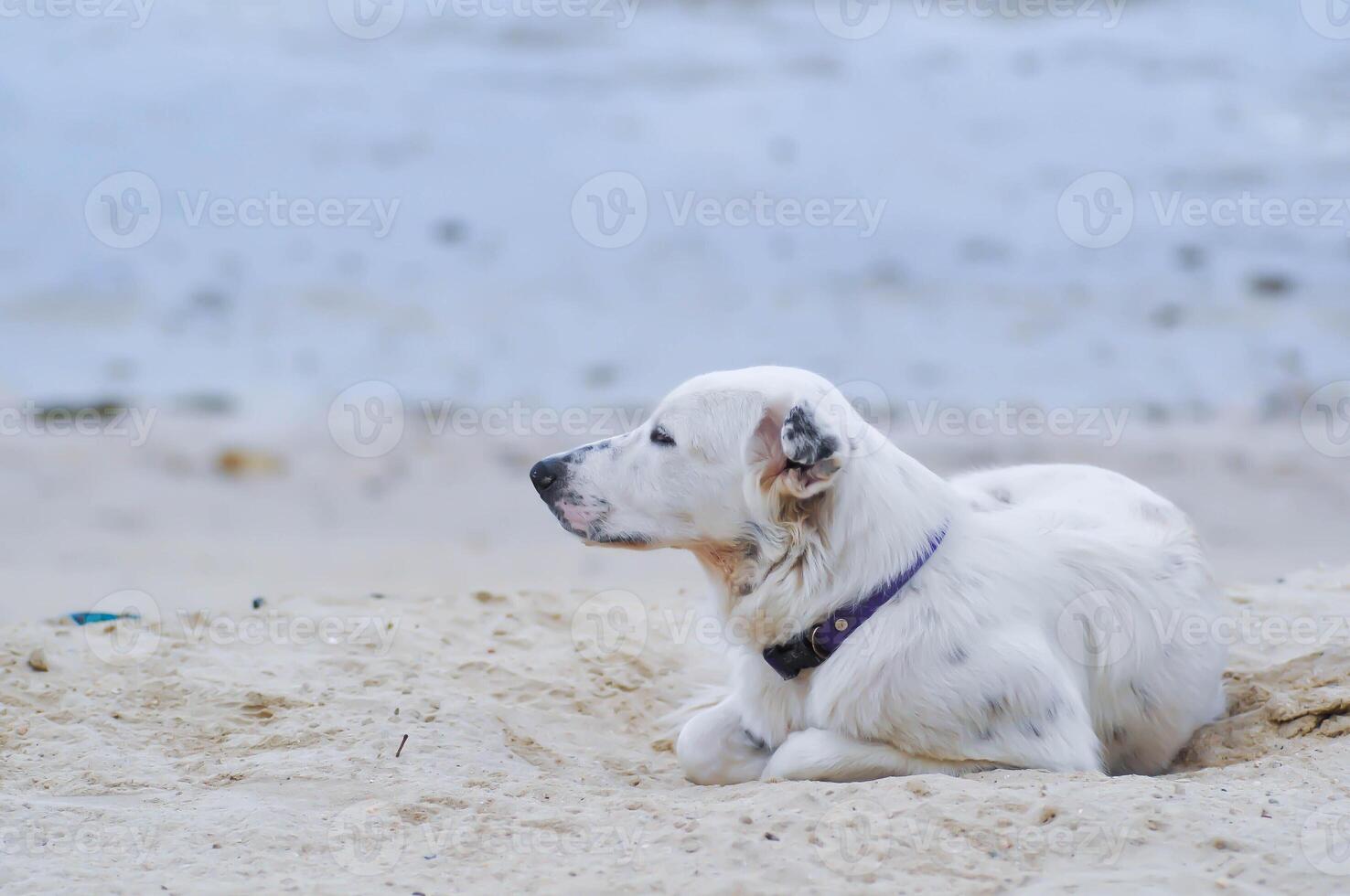 dog or white dog on the beach photo