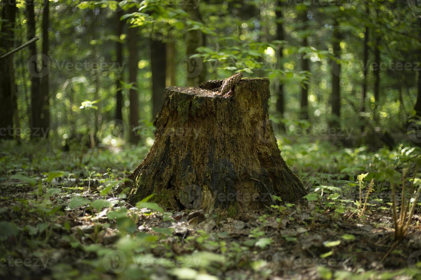 Details of the forest. Wildlife in the summer. photo