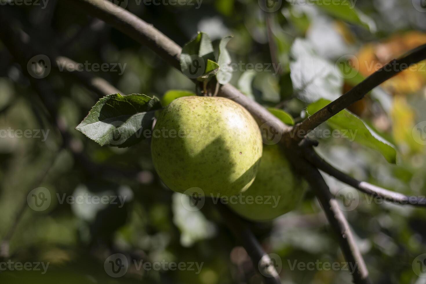 Apple on a branch. Fresh fruit. Green apple. photo