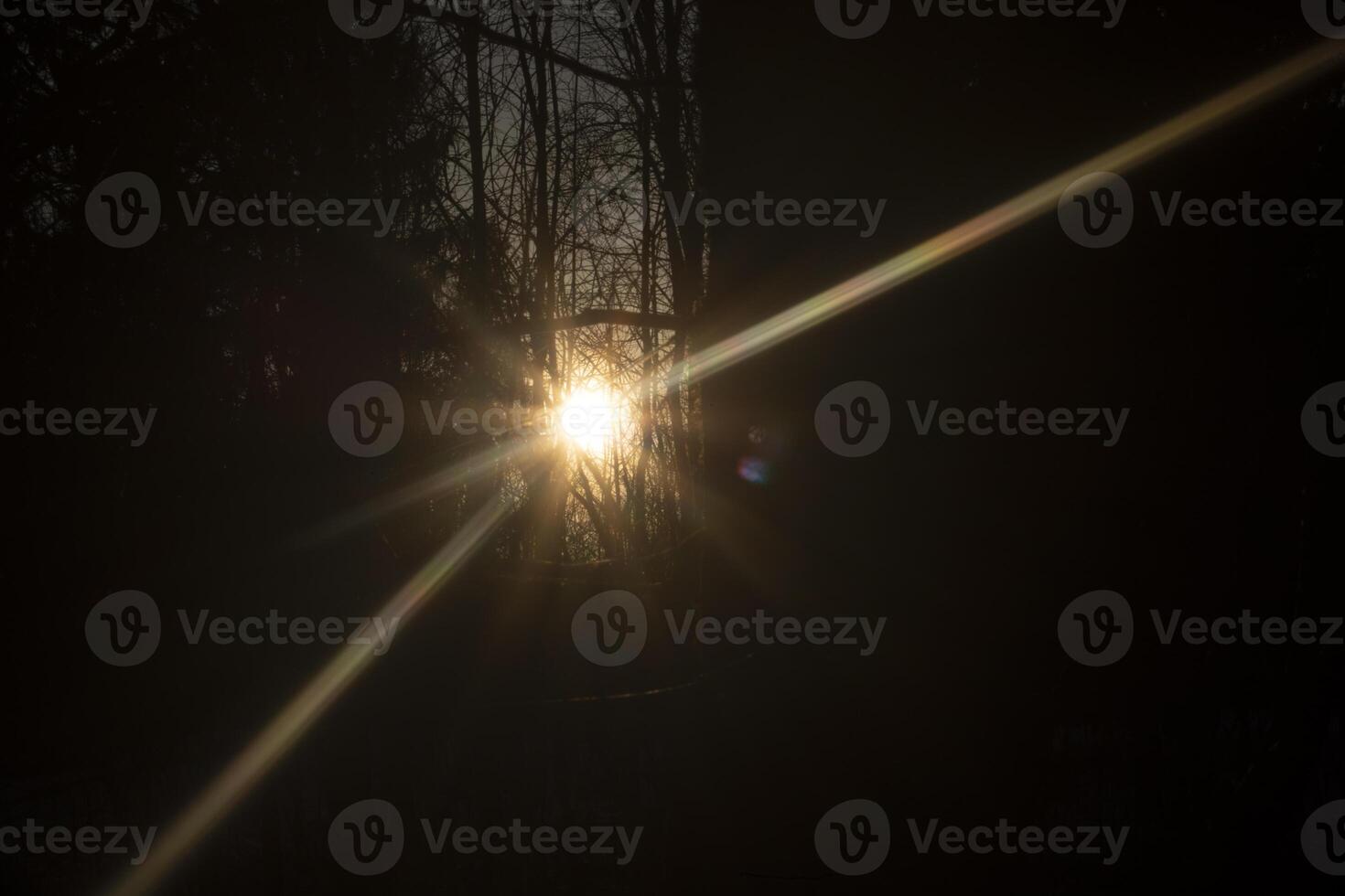 A ray of light. Sun in the forest. Light through the trees. photo