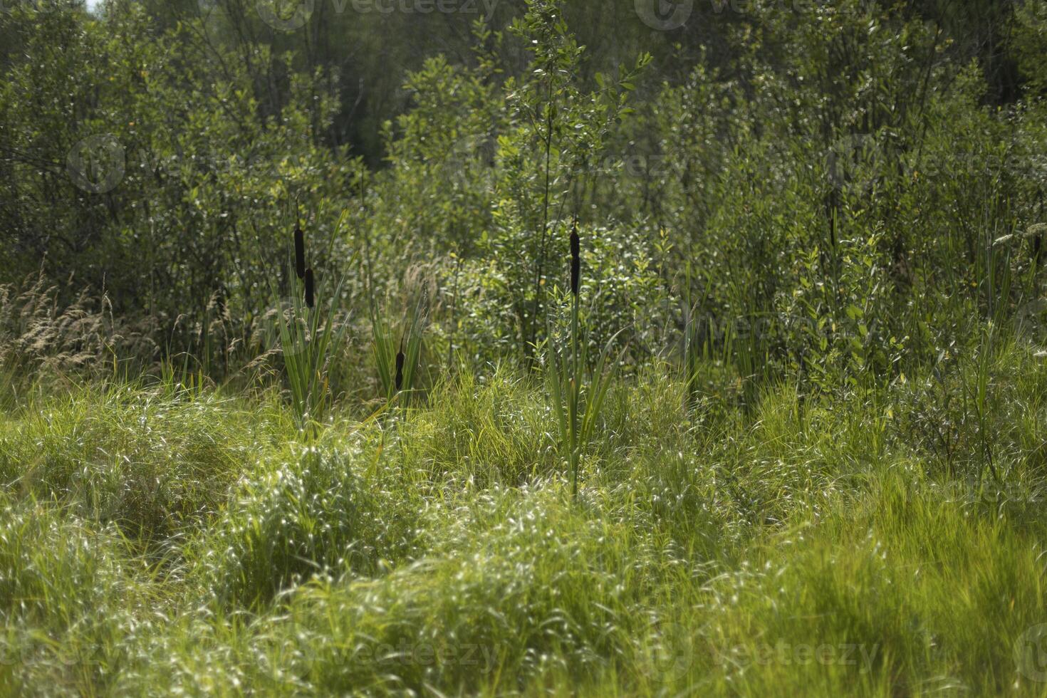 Summer Nature. Green Plants in the Wild. Wild pitch. photo