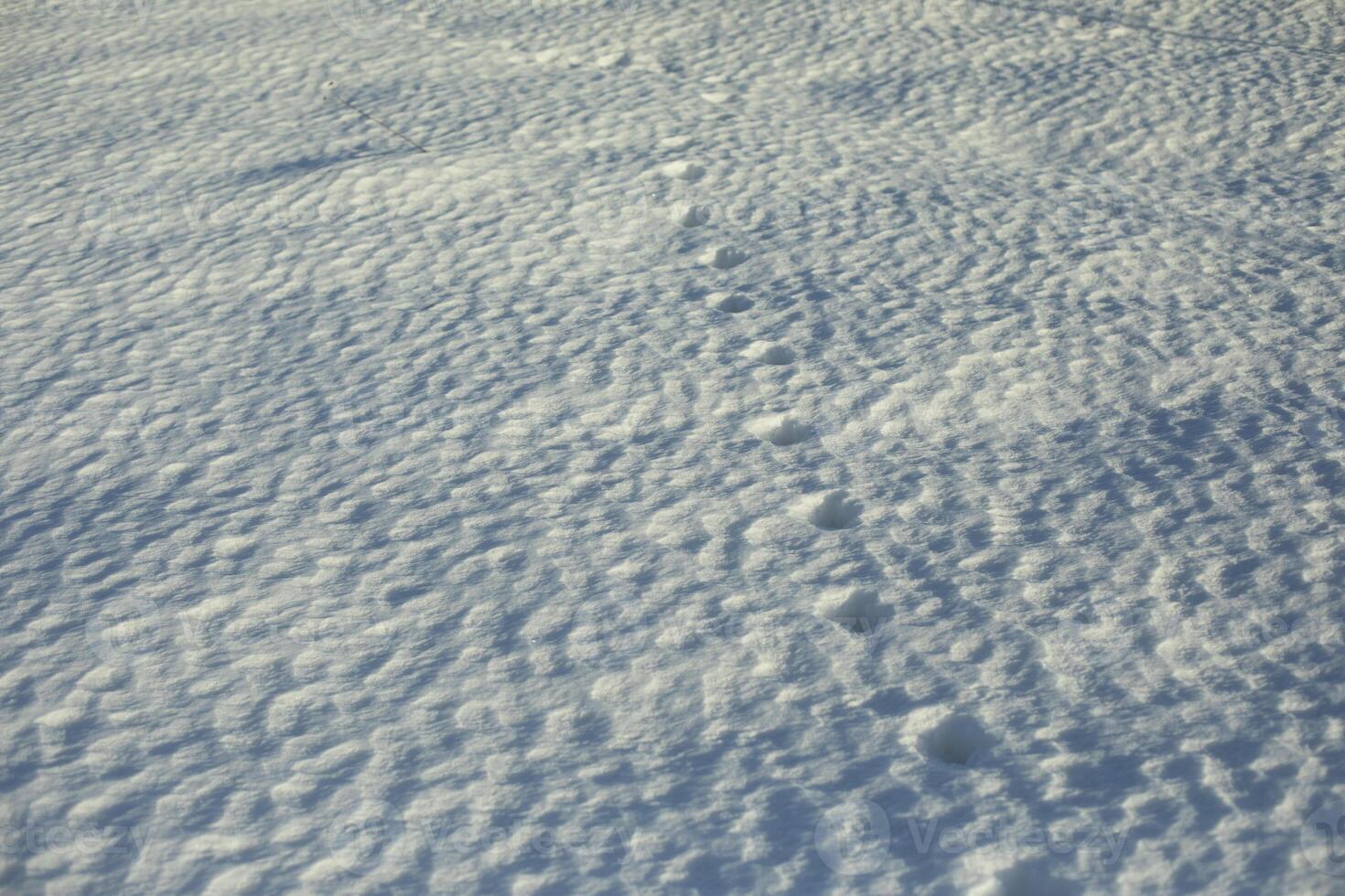 Animal tracks in the snow. Fox tracks in the wild. Small prints on the snow surface. photo