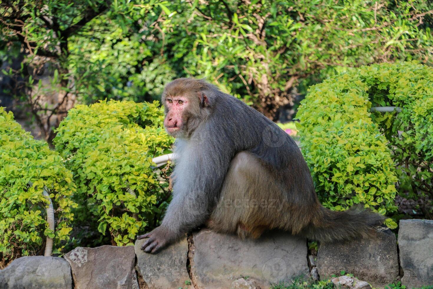 Monkey sitting outdoor background nature wildlife photo