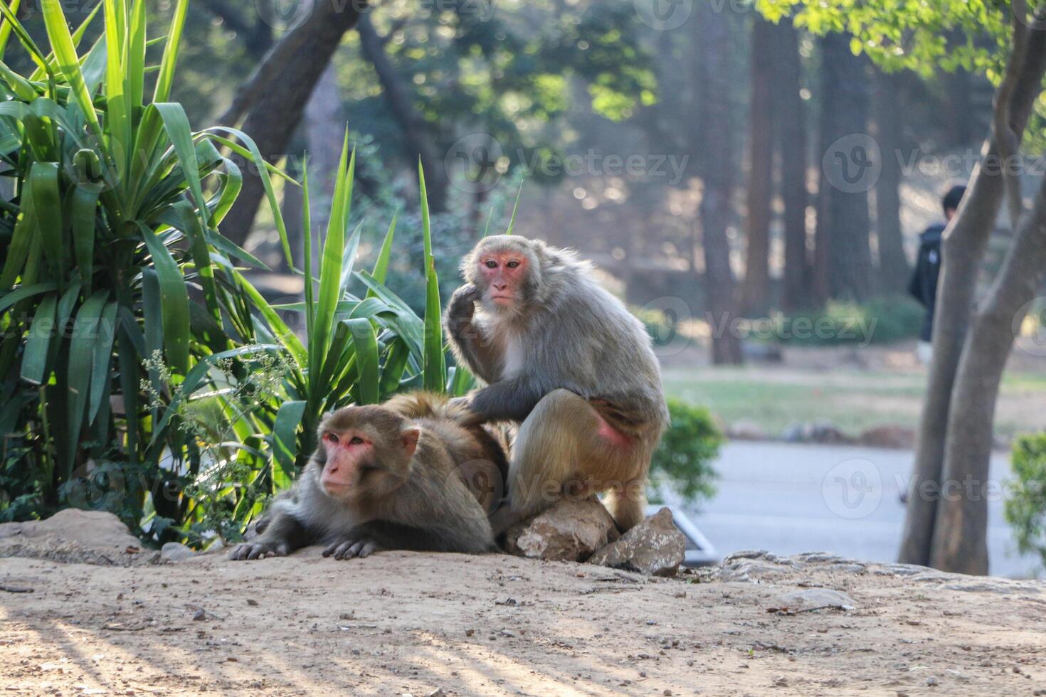 two Monkey sitting outdoor background nature wildlife photo