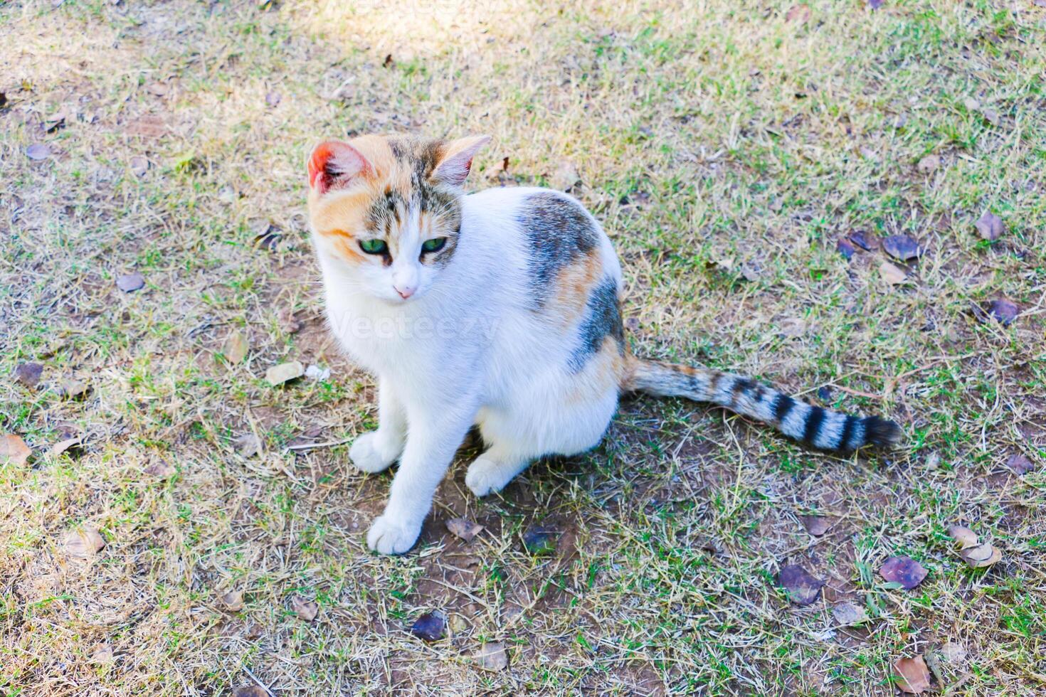 White cat outdoors on a sunny day photo