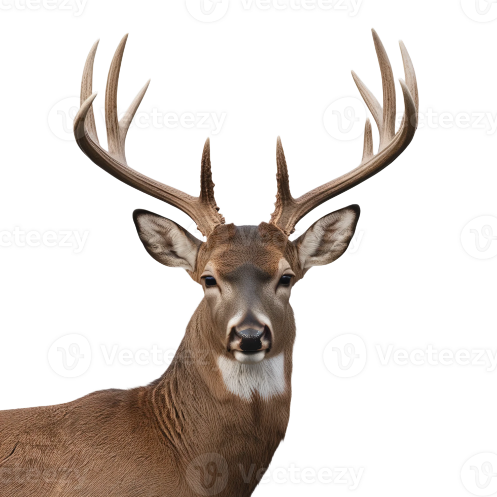 Deer head with horns isolated on transparent background cutout png