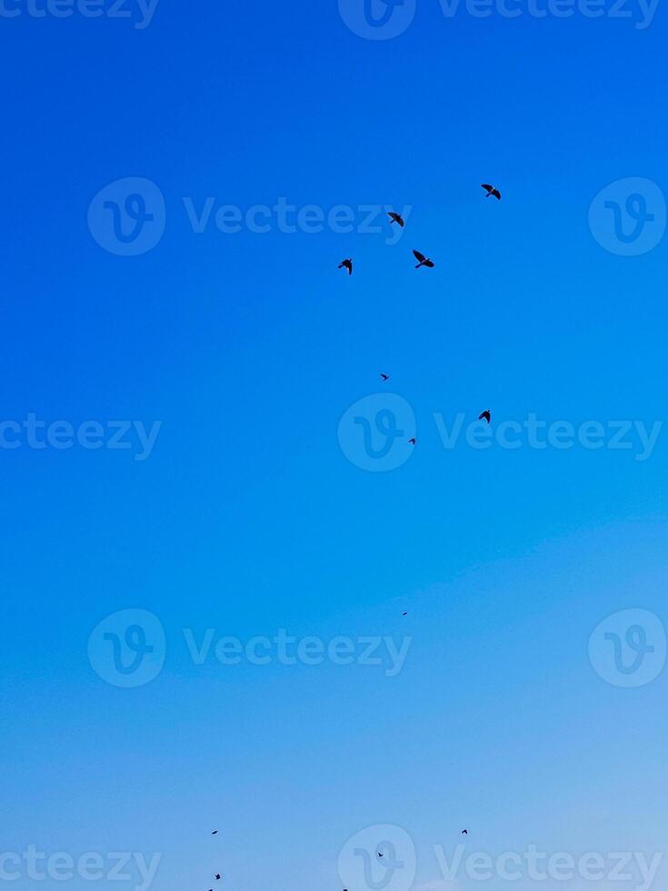 Carrion Crow is elegantly flying against a vibrant blue sky. Its bright black feathers sparkle in the sunlight, displaying majestic wings and dynamic movement against the backdrop of the clear sky photo