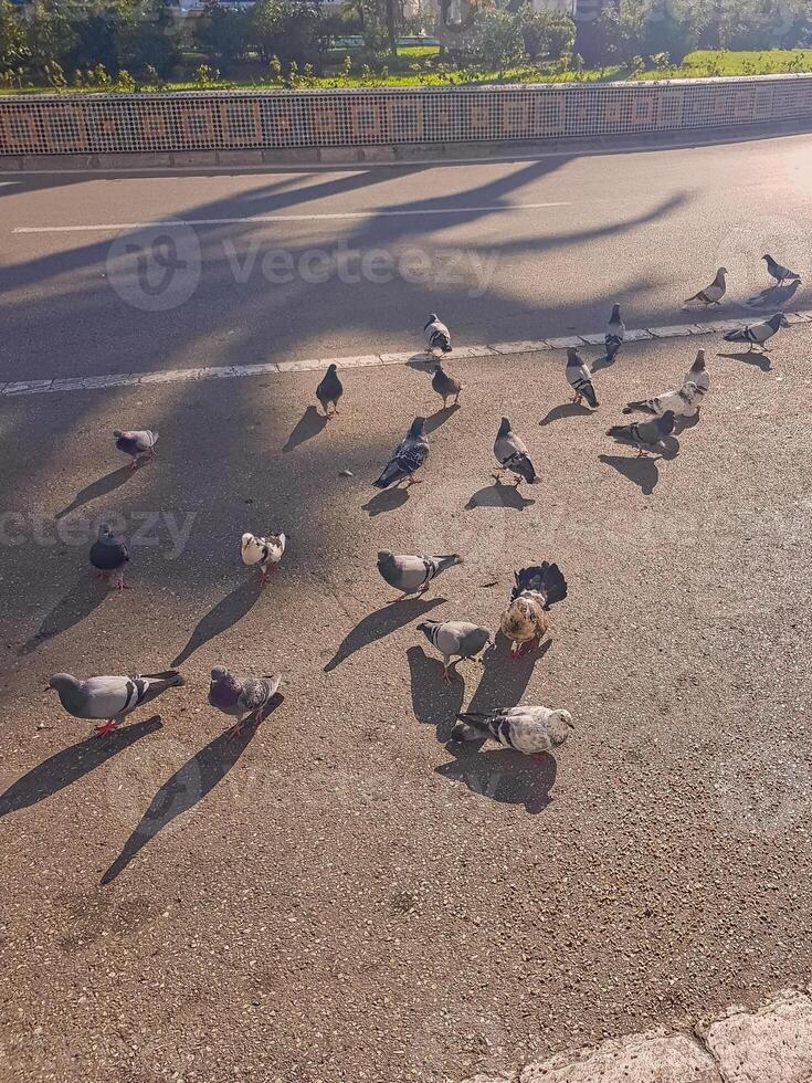 Urban wildlife with this lively scene of pigeons feeding on city asphalt. A bustling group of doves gathers in the heart of the city, pecking at scattered food amidst the backdrop of urban life photo