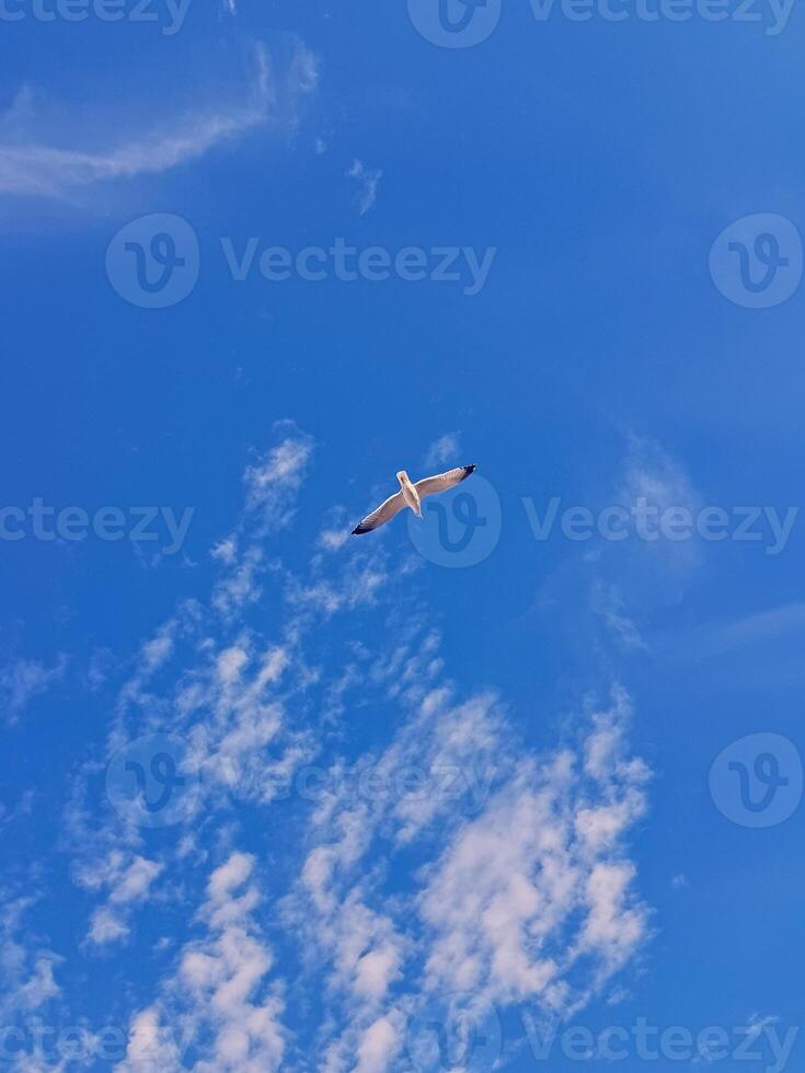 A white gull soaring gracefully against a backdrop of a clear blue sky dotted with fluffy white clouds. A bird, decorated with the distinctive black feathers on its wings photo
