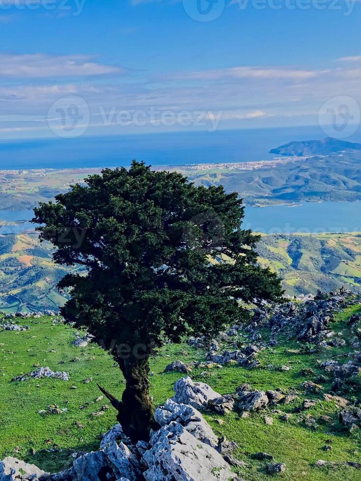 Nature from above with this top view of a landscape adorned with a solitary tree. The scene captures the magic of rolling hills, shimmering lakes, and vibrant plants that create a vivid tapestry below photo