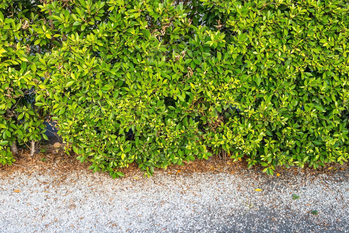 Green leaf bush background, leaf of Banyan Tree photo