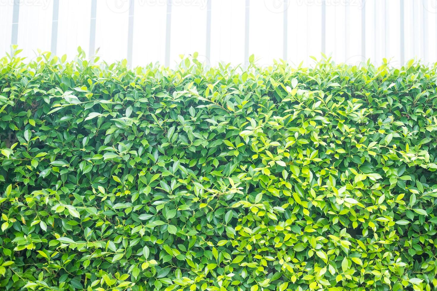 Green leaf of the Banyan tree. Shrubs for decorating the garden. photo