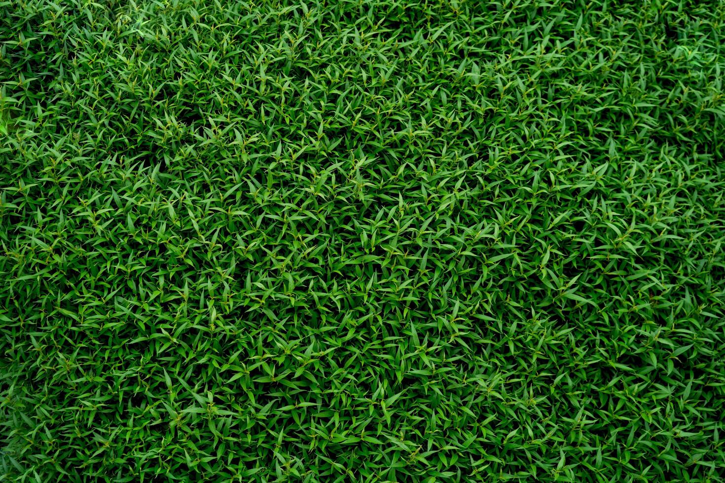 A lush green field with many grass blades. The grass is very green and the field is very large photo