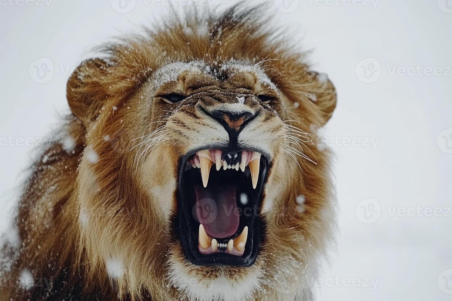 Majestic lion roaring in snowy winter wonderland photo