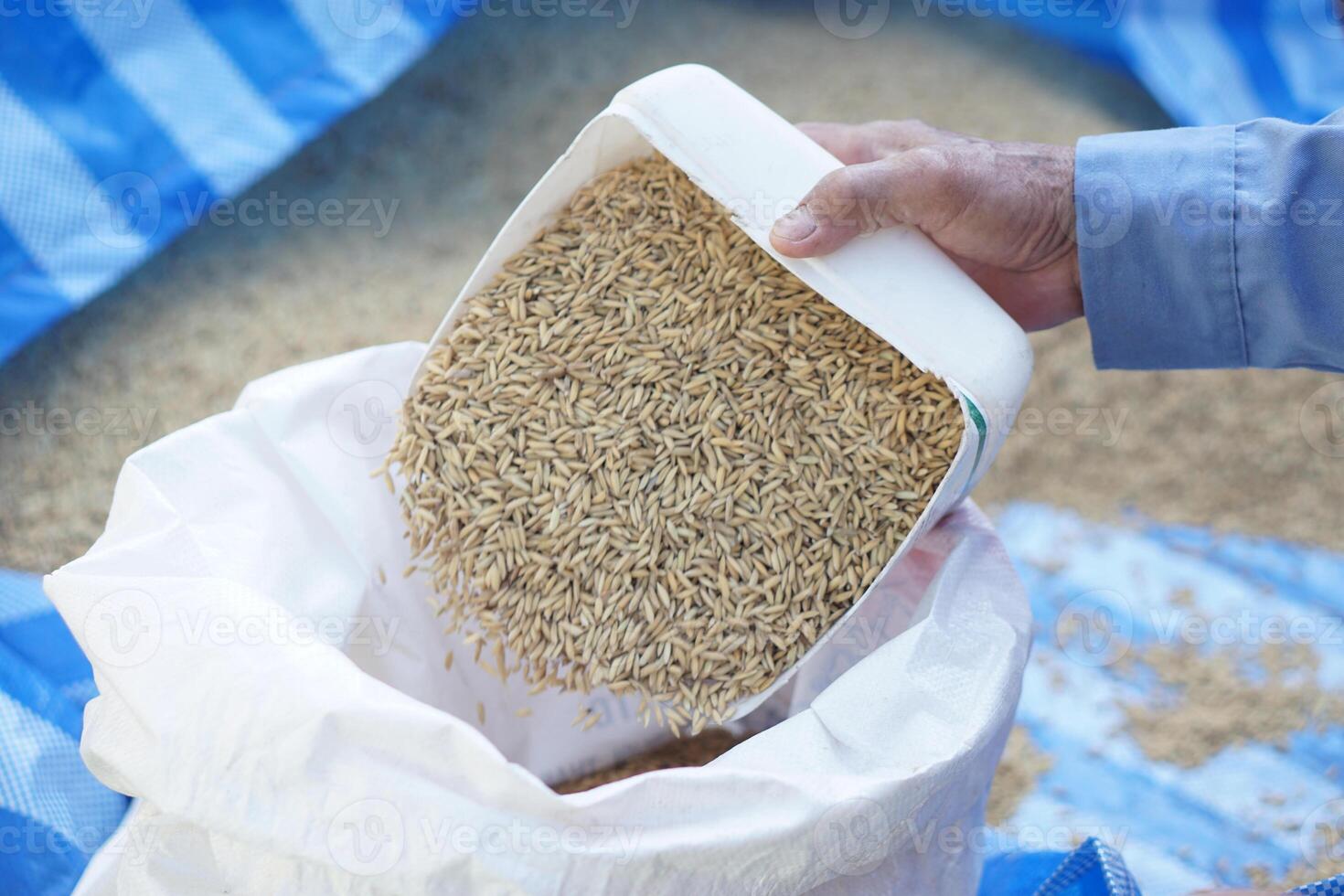 Close up farmer hand hold scoop of rice grains to put into the white bag. Concept, agriculture crops product after harvested, dry and keep for storage. Rice production process. photo