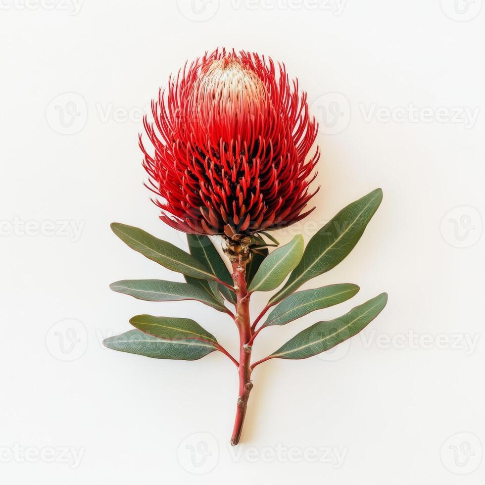 A stunning Australian banksia flower displays beautiful red and yellow blooms with lush green leaves, set against a pristine white background that highlights its beauty and uniqueness photo