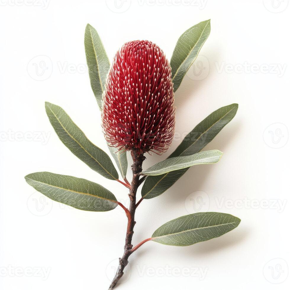 A striking and visually captivating image of an Australian banksia flower, featuring vibrant red and yellow blooms, enhanced by lush green leaves that stand out against a clean white background photo