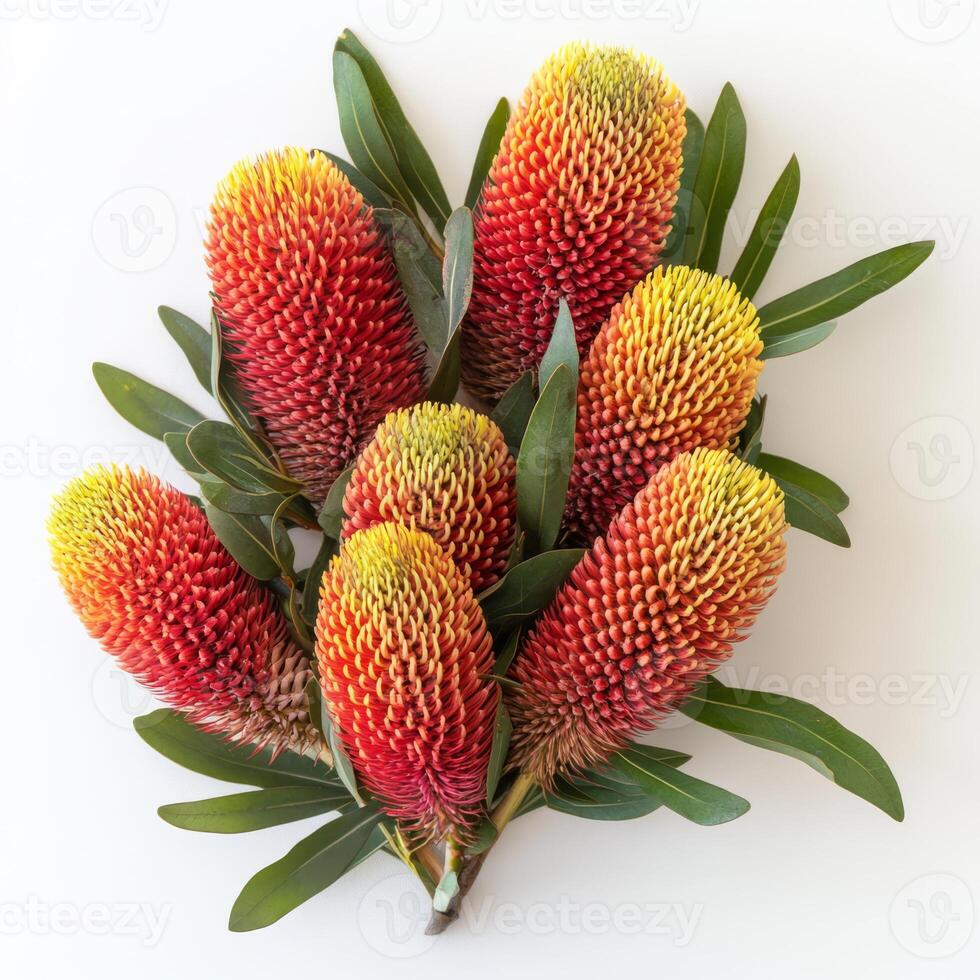 The Australian banksia flower features vibrant red and yellow blooms, creating a striking contrast with lush green leaves, enhancing any gardens visual appeal against a simple white background photo
