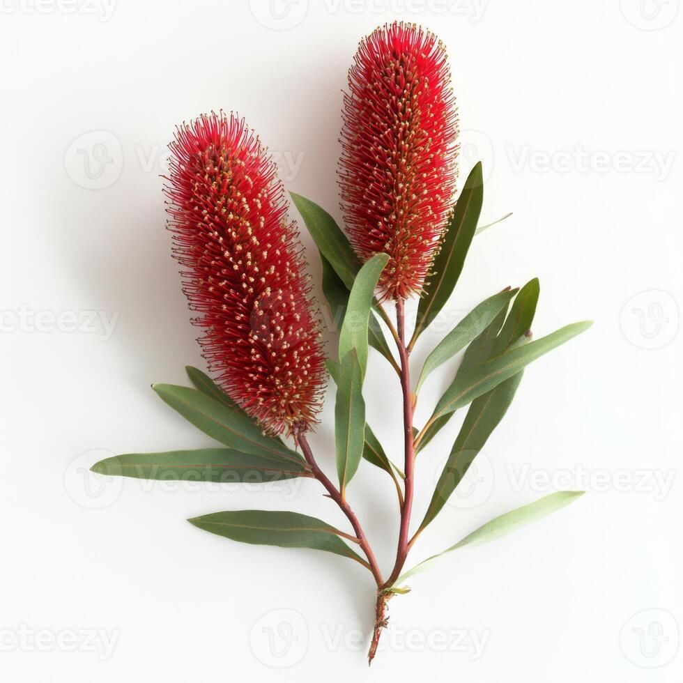 A stunning and vibrant Australian banksia flower that showcases striking red and yellow blossoms, beautifully surrounded by lush green leaves, ideal for creating eyecatching floral arrangements photo