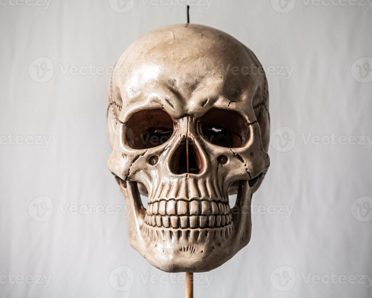 Detailed human skull model against a neutral backdrop, showcasing anatomical features. photo