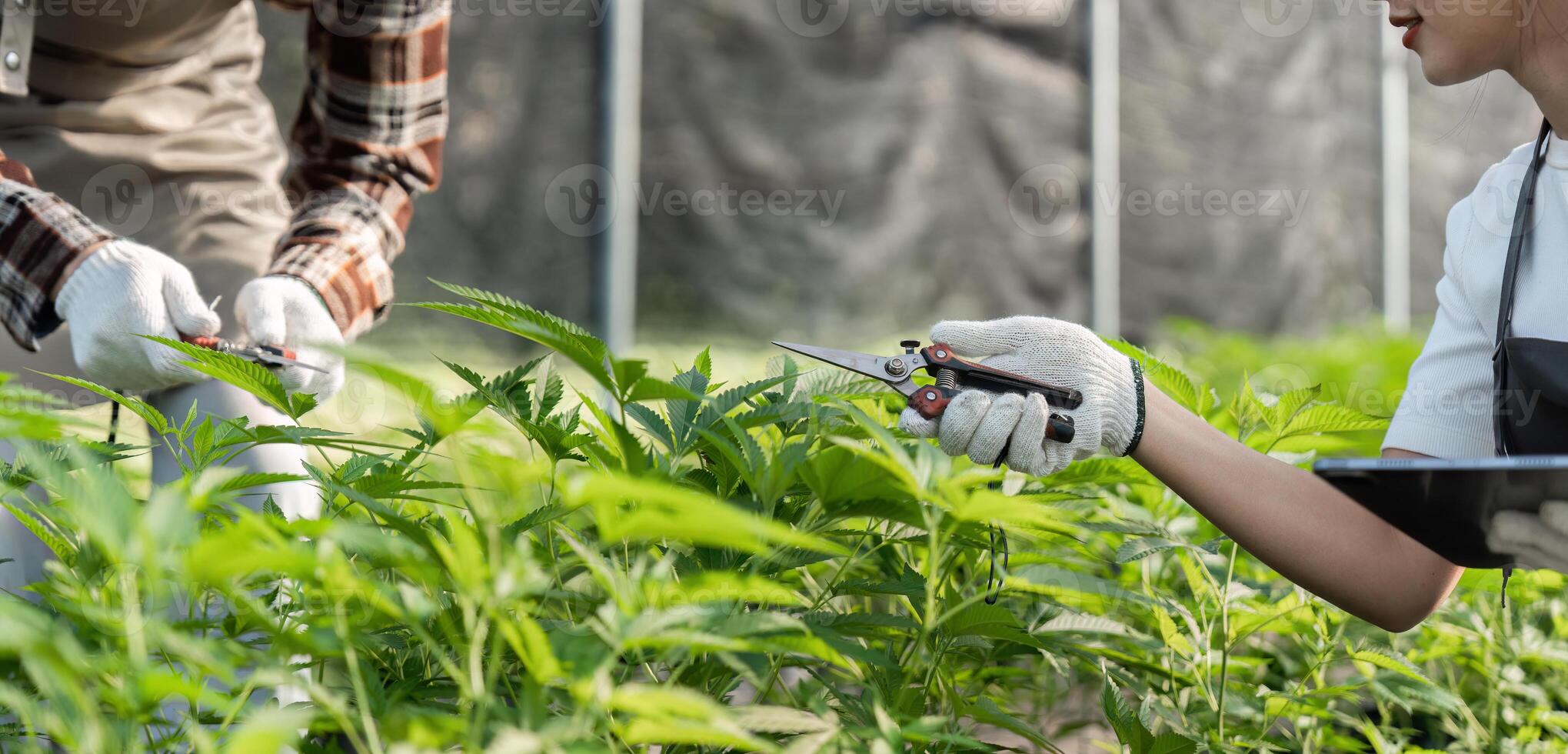 Couple Engaged in Cannabis Gardening in a Greenhouse Setting with Focus on Sustainable and Organic Cultivation Practices photo