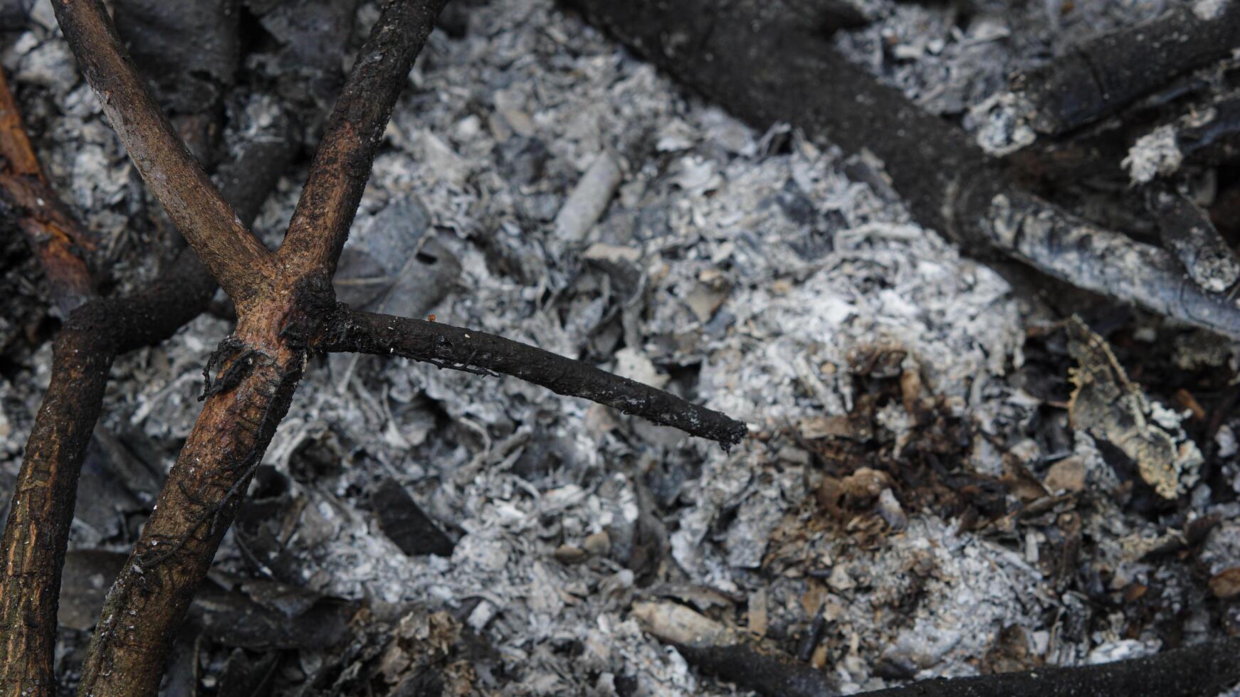 a burnt tree branch with some dirt and leaves photo