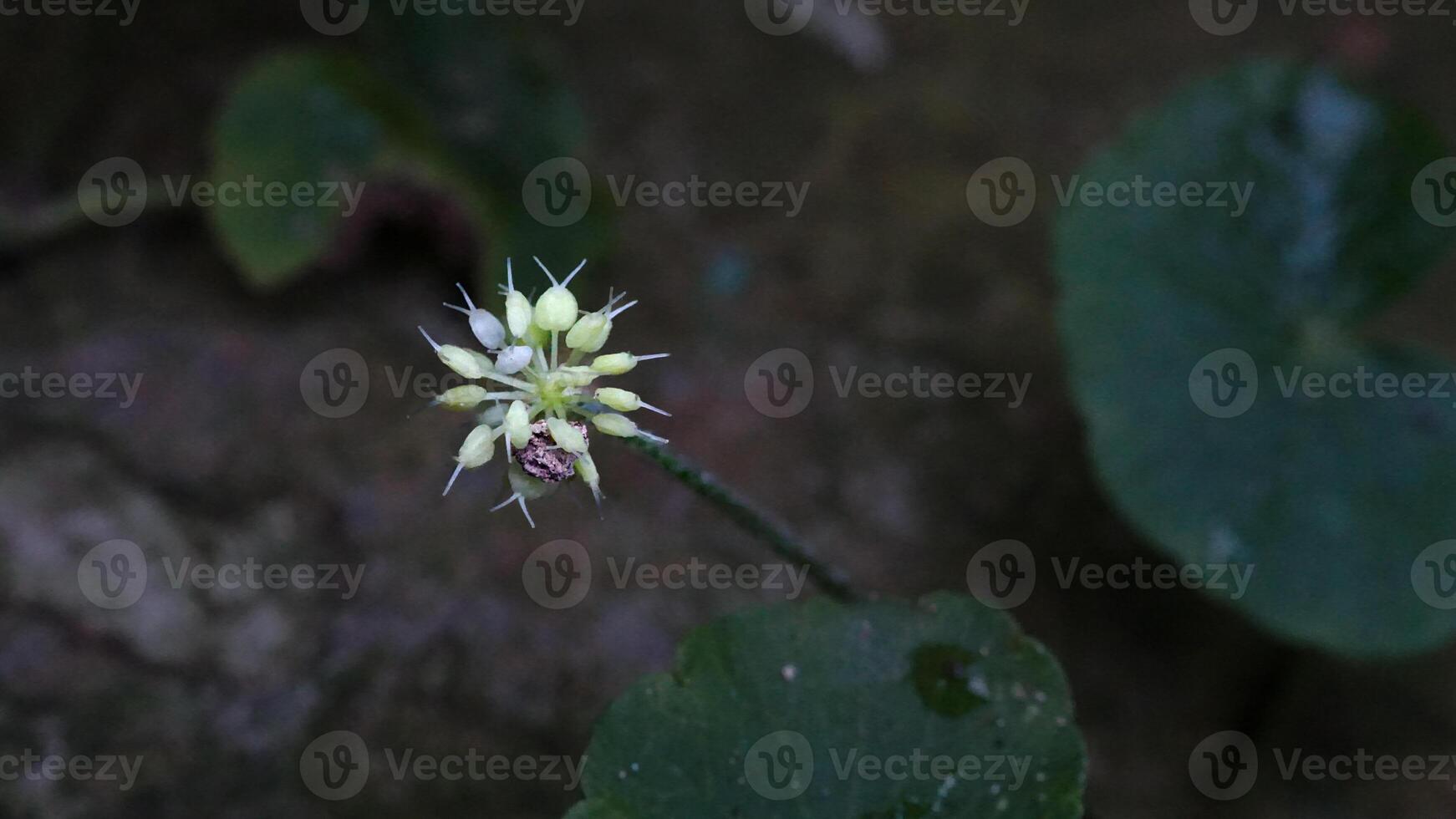a small flower with white petals growing on a leaf photo