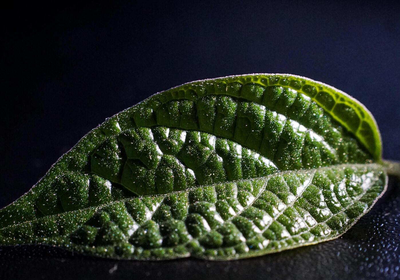 a close up of a green leaf on a black surface photo
