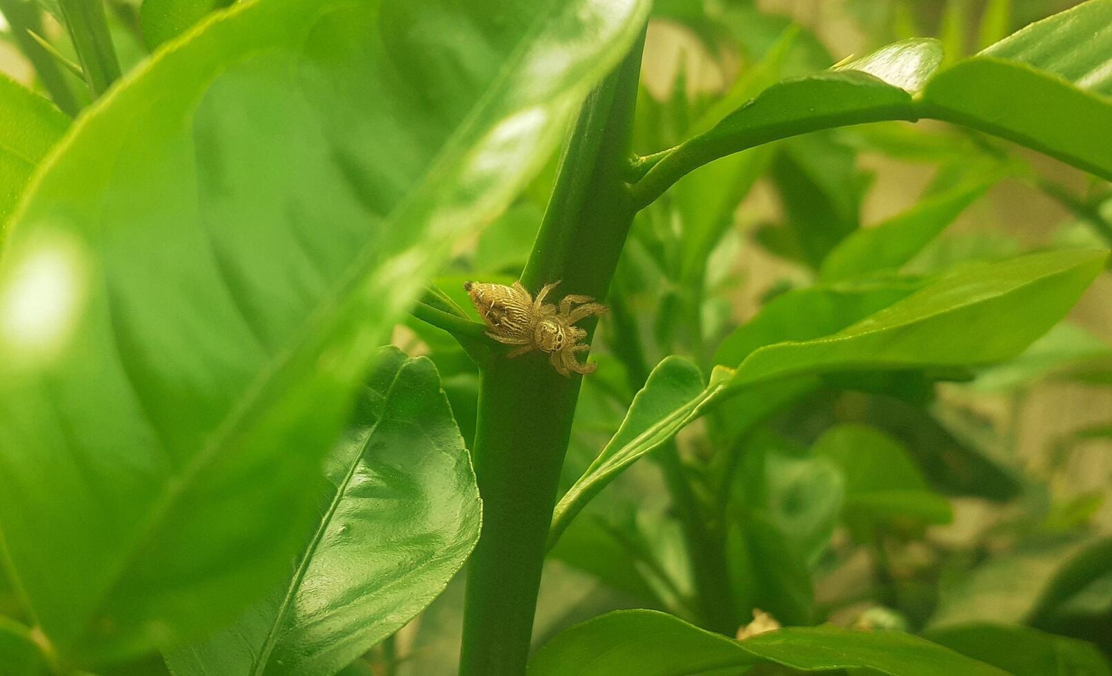 A spider is on a plant photo