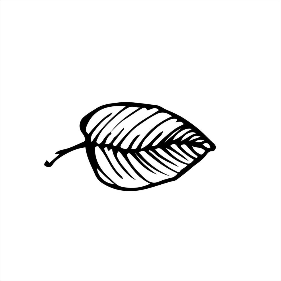 Detailed monochrome leaf illustration showcasing veins and contours. Great for modern decor, seasonal art, or minimalist botanical themes vector