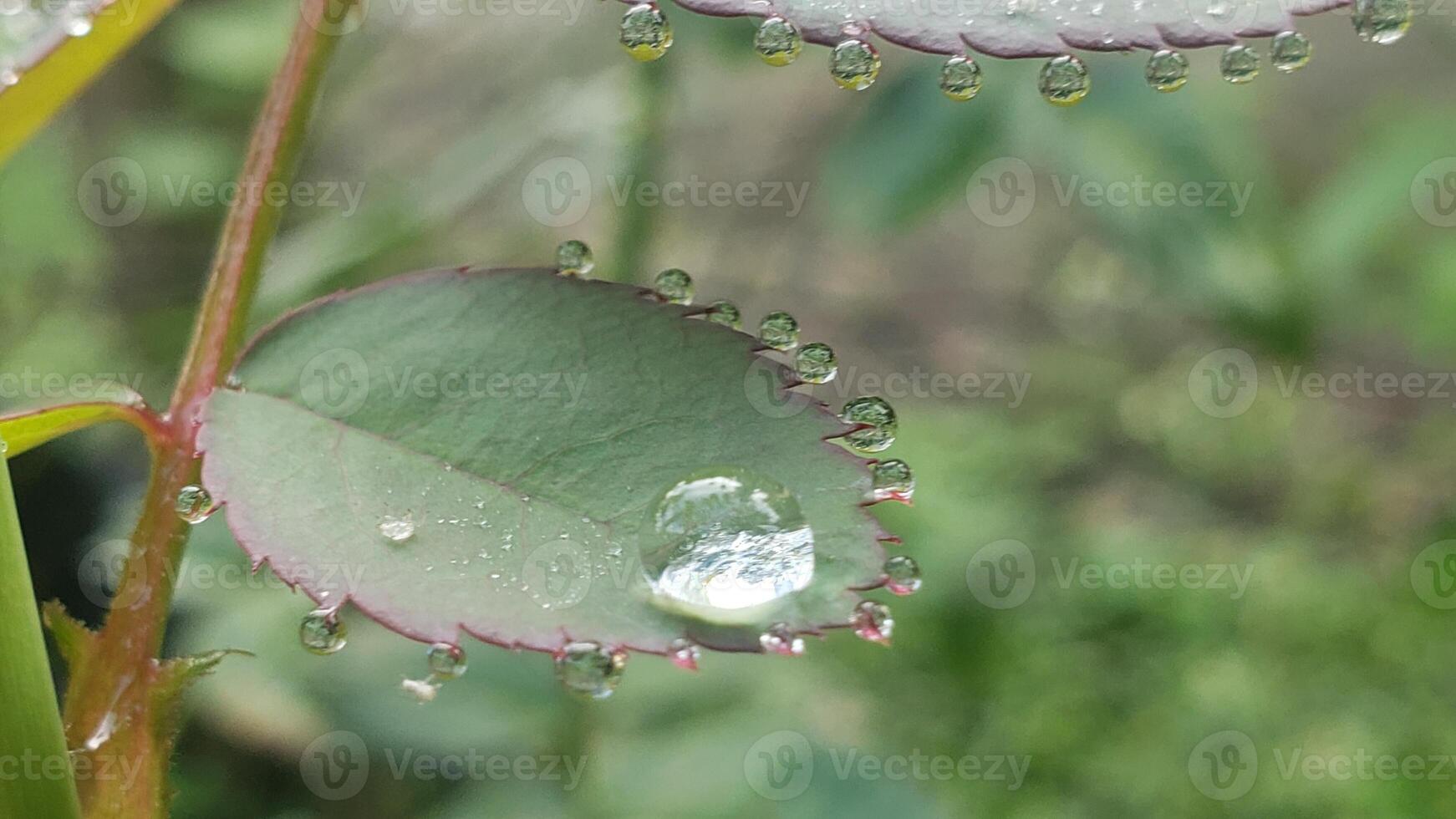 Water Droplets on a Green Leaf with a Red Stem photo